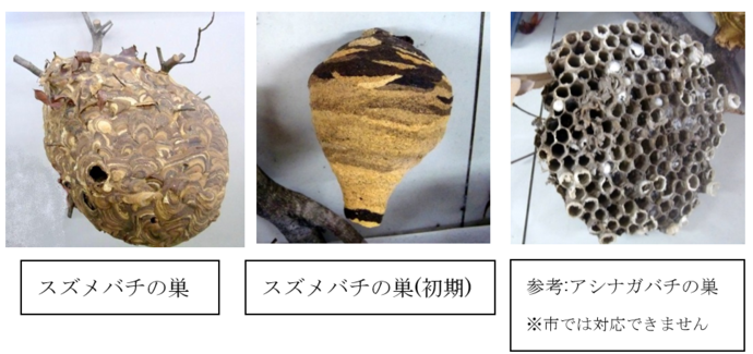ハチの巣