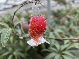 写真：マンゴー2