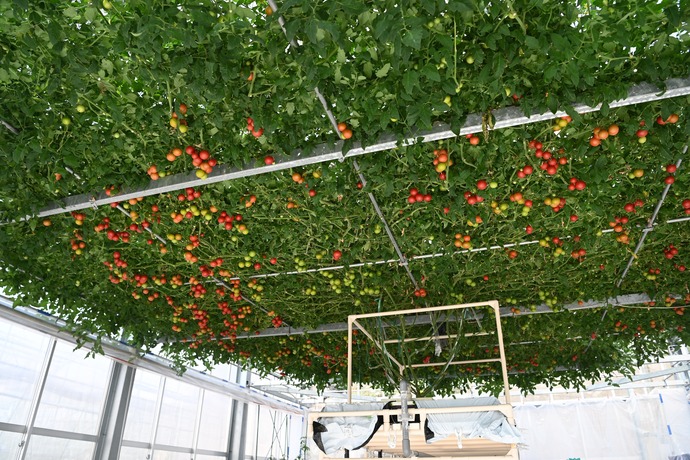 tomatonoki