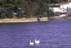写真：大池と白鳥