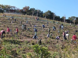 写真：草刈りをするボランティア達
