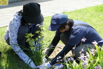 ガーデンシンビジウムを植栽する様子