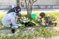 ガーデンシンビジウムを植えている様子2