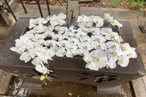 花手水の写真