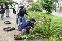ランを植えている様子