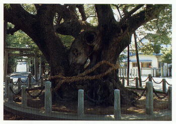 写真：大樟　大田町上浜田