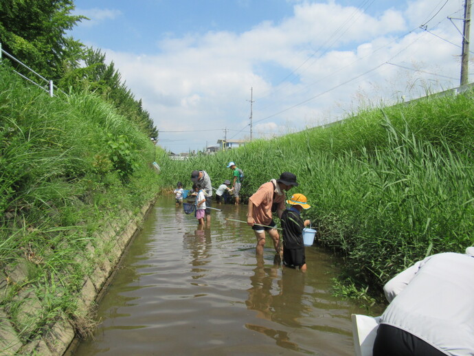 上野新川で生き物を調べている様子