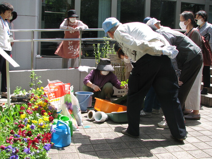 平洲椿挿し木