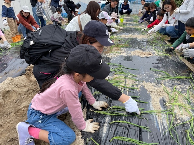 タマネギ定植の様子