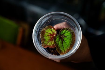 プランツカップのイメージ3