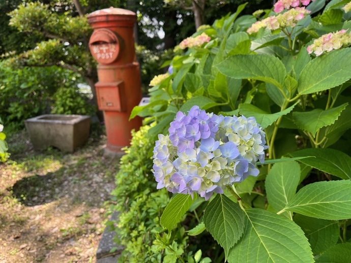 あじさいとポスト