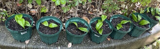 平洲椿植え替え2