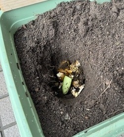 キエーロに生ごみを投入