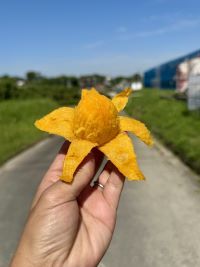 写真：マンゴー2