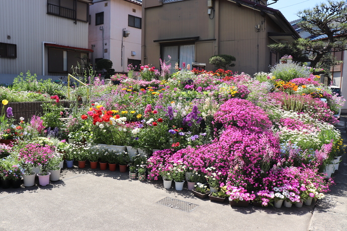 写真：令和8年度花壇コンクール 個人花壇の部(上級)