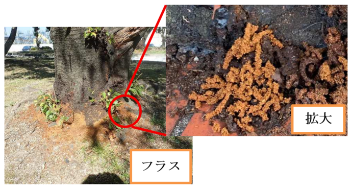 クビアカツヤカミキリのフラス