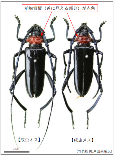 クビアカツヤカミキリ成虫